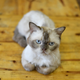 Illustration for article titled Cats Are Just as Disloyal as You Suspected, New Study Suggests